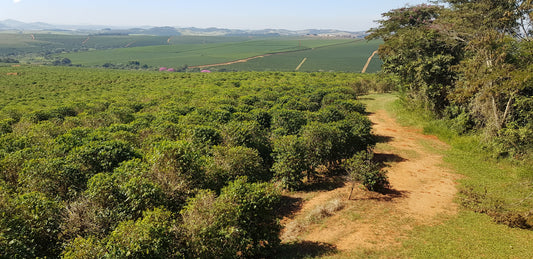 Roast coffee > Brazil + Ethiopia : 250g